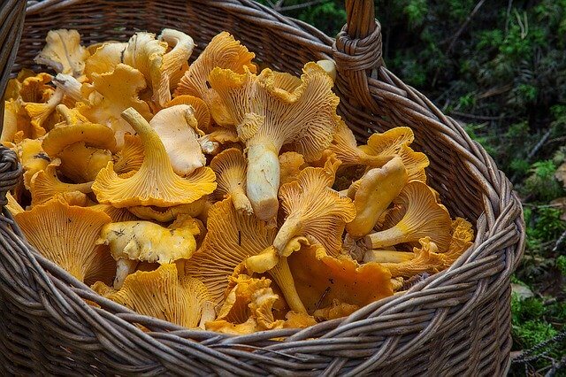 5 sitios para buscar "bolets" cerca de Barcelona - TOP SECRET!